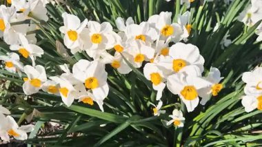 İlkbaharda çiçek açan Jonquilla nergislerinin kapanışı.