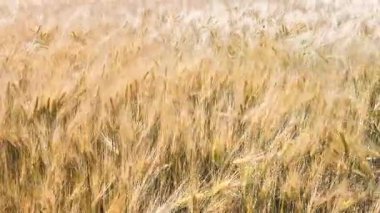 Altın Hordeum arpa uzun gövde.