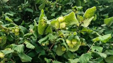 Ağaçta Corylus Avellana ya da Hazel meyveleri var. Yeşil fındık.