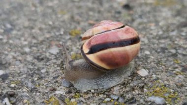 Salyangoz yağmurlu günde su içer.