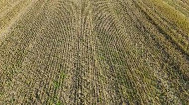 Kesik tahıllı havadan alan görüntüsü.