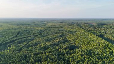 Dev kozalaklı ormanın havadan görünüşü.