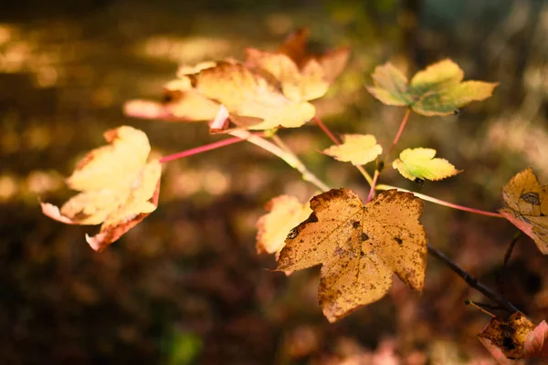 Schöner Ahornzweig Mit Farbigen Blättern Herbst — Stockfoto