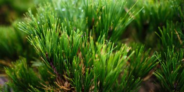 Yeşil çam kozalaklı ağaç dalları Sonbaharda detayı kapat