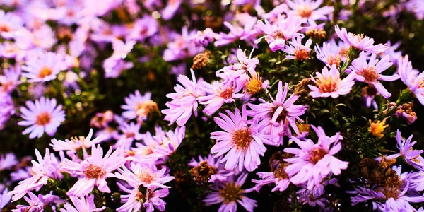 Lindas Flores Florescendo Syphyotrichum Fechar Detalhe Outono — Fotografia de Stock