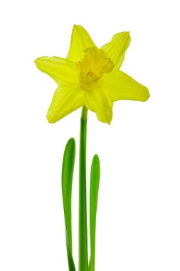 Güzel çiçek açan sarı narsisli çiçek beyaz arka planda izole edilmiş.