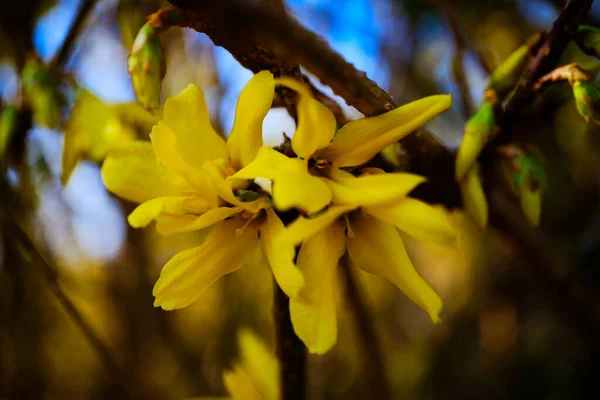 Bela Flor Amarelo Forsythia Detalhe Arbusto Flor Primavera — Fotografia de Stock