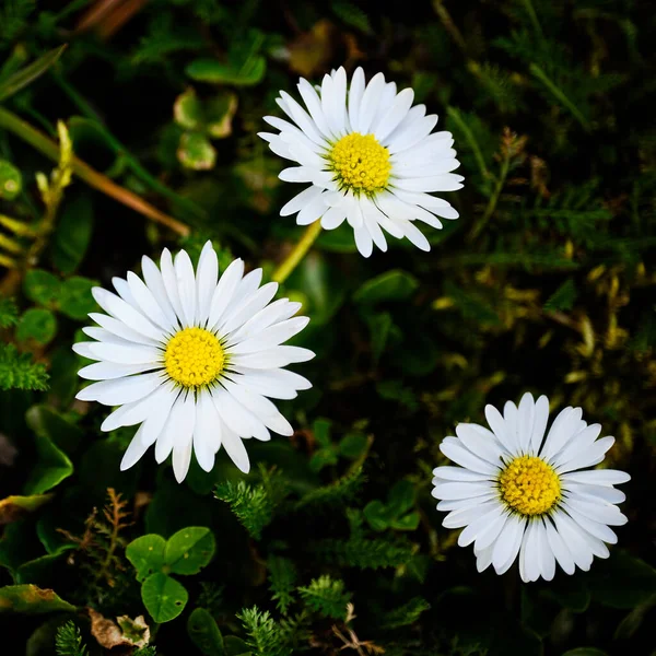 Flores Margarida Amarelas Brancas Flor Primavera — Fotografia de Stock