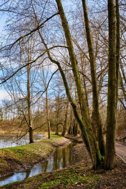 Nehir kıyısında baharın başlarında ağaçlar ve çimenler