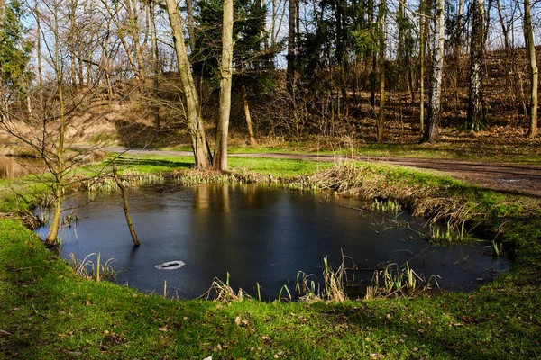 早春冰冷的池塘 青草和树木 — 图库照片