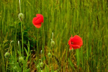 Baharda açan güzel kırmızı gelincik çiçekleri