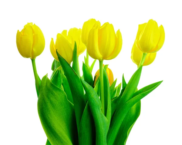 Beautiful Blooming Yellow Tulip Flowers Isolated White Background — Stock Photo, Image