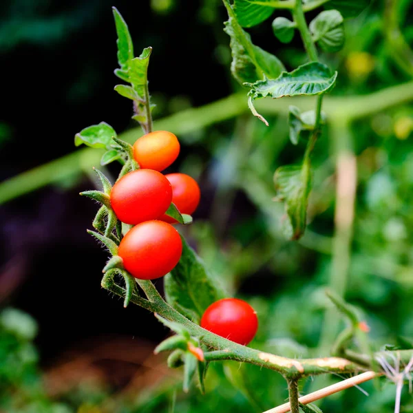 Yeşil Bitkide Yabani Kırmızı Organik Domates Meyvesi — Stok fotoğraf