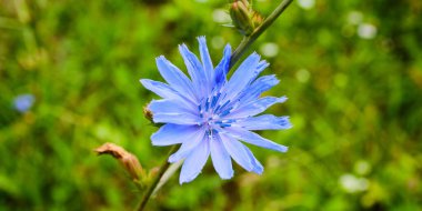 Güzel çiçek açan ağustos böceği ayrıntıları kapat.