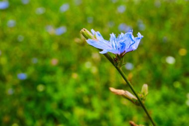 Güzel çiçek açan ağustos böceği ayrıntıları kapat.
