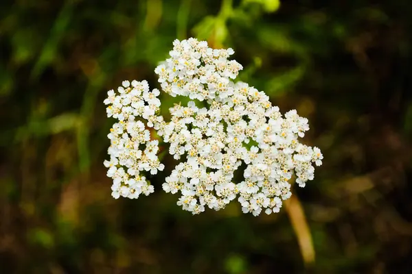 Mooie Bloeiende Achillea Millefolium Bloeien Close — Stockfoto