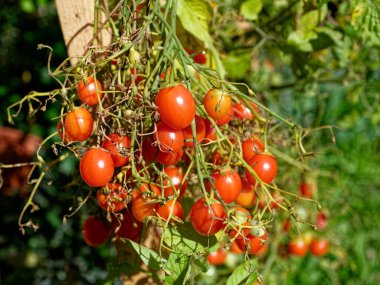 Bitki üzerindeki küçük domatesler ayrıntıları kapatır.