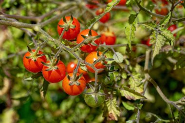 Bitkilerdeki küçük yabani domatesler ayrıntıları kapatır.