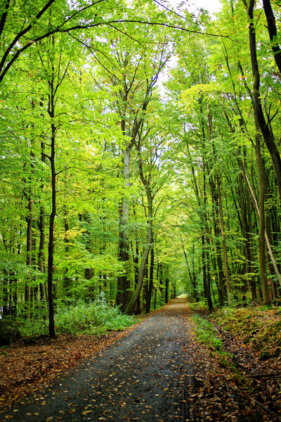Beautiful way in forest near Jevany near Prague in Czech Republic