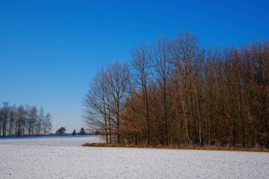 Prag 'ın kıyısında ağaçlar karla kaplı.