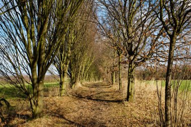 İlkbaharın başlarında ağaçlarla çevrili bir patika.