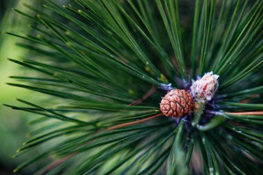 Güzel çam ağacı dalları çiçek açar ve koni ayrıntıları