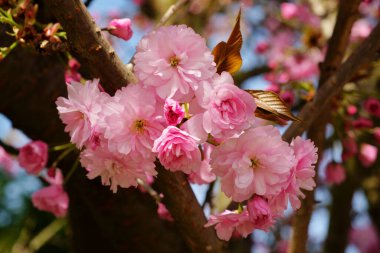 Beautiful blooming sakura tree close up detail in Spring clipart