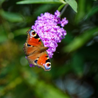 Güzel Avrupalı tavus kuşu kelebeği mor çalılıkta