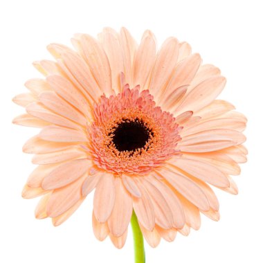 Güzel açan somon rengi Alman papatyası çiçeği beyaz arka planda izole edilmiş.