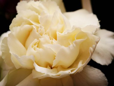 Güzel çiçek açan beyaz karanfil çiçekli makro detay