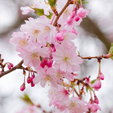 Güzel çiçek açan budama kiraz ağacı dalları. Ayrıntıları kapat.