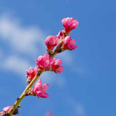 Güzel çiçek açan şeftali ağacı baharda ayrıntıları kapat.