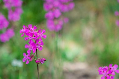 Çiçek açan yaban sineği sineği çiçeği baharda kapanıyor.