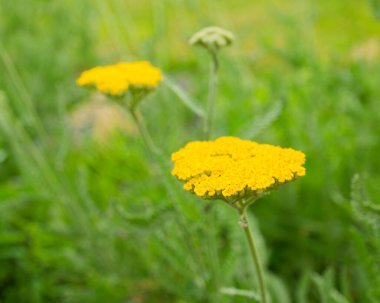 Güzel çiçek açan Achillea. Ayrıntıları kapat.