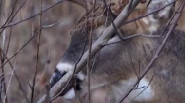 Küçük bir ağaç dalının kabuğunu kemiren ve ısıran boynuzları olan vahşi bir beyaz kuyruklu geyiğin yakın çekimi..