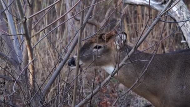 一只雄性白尾鹿用鹿角咬咬着小树枝上的树皮 并在咀嚼和吃东西时伸出舌头的手持野生动物视频 — 图库视频影像