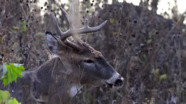 Boynuzlu büyük beyaz kuyruklu geyik geyiği sakince çalıların arasında duruyor. Gün batımında gün batımında çalılar arasında..