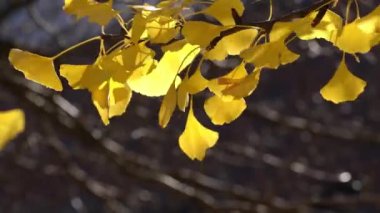 Yakın çekimde, güneşli bir sonbaharda, kahverengi bokeh arkaplanlı, rüzgarda savrulan bir ginkgo biloba ağacının güzel sarı yapraklarını çekiyoruz..