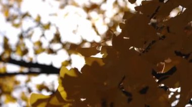Sonbaharda yapraklar arasında güneş parlarken rüzgarda sallanan sarı yapraklı ginkgo biloba ağacının dalını kapat..