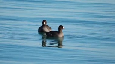 İki Amerikan yaban ördeği Michigan Gölü 'nün sakin mavi sularında yiyecek aramak için yüzer..