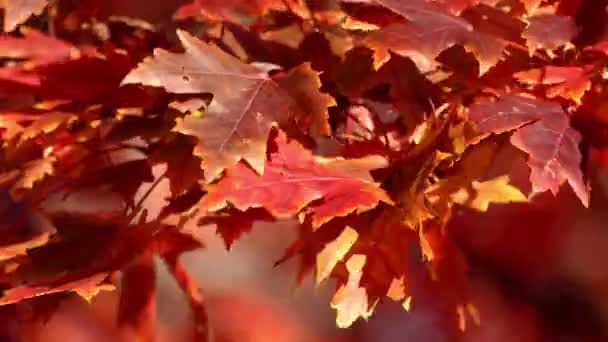 Nahaufnahme Herbst Oder Herbst Hintergrund Video Von Den Roten Und — Stockvideo