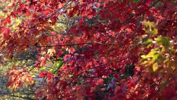 Schwenken Der Zweige Eines Wind Schwankenden Ahornbaums Wenn Rote Blätter — Stockvideo