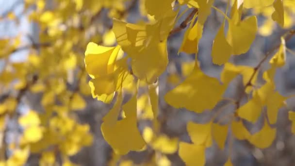 Фотография Ветки Ярко Желтыми Листьями Дерева Гинкго Билоба Солнечный Осенний — стоковое видео