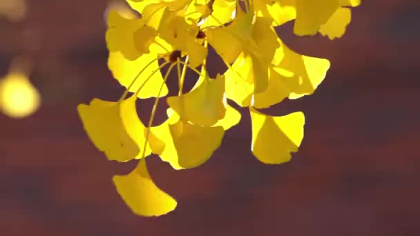 Природа Крупным Планом Желтого Листья Ветки Гинкго Билоба Качающейся Ветру — стоковое видео