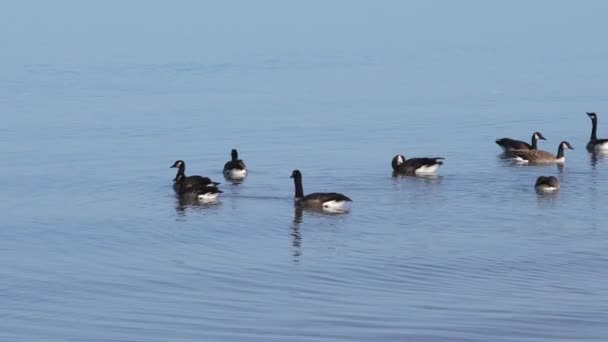 Handheld Shot Several Canadian Geese Swimming Bathing Calm Blue Water — Stock Video