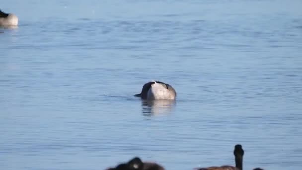 カナダのガチョウの入浴の野生動物のビデオを手に入れ 晴れた秋の日にミシガン湖の穏やかな青い水に飛び散って — ストック動画