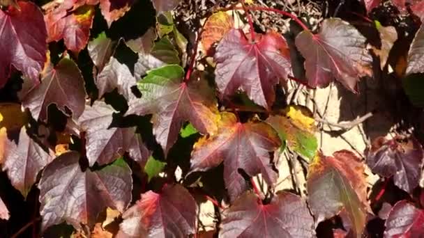 포도나무를 가까이 가을에 바람에 펄럭이는 나뭇잎 — 비디오