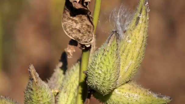 秋に大規模な緑のポッドでミルクウィード植物の自然ビデオをパンニングアップ種子と花が出てくる — ストック動画