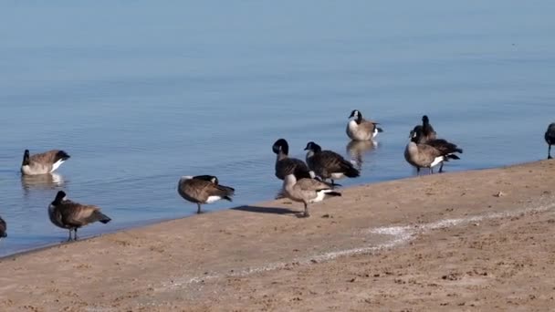 Panning Shot Flock Canadian Geese Standing Sandy Beach Shoreline Calm — Stock Video