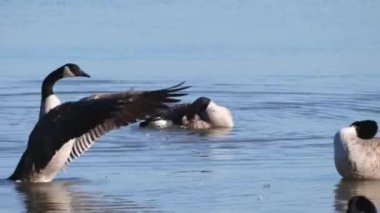 Kanada kazları Michigan Gölü 'nün sakin mavi sularında yüzer ve yıkanır..